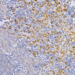 HMOX1 Polyclonal Antibody