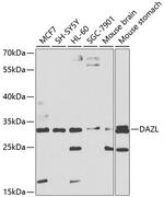 DAZL Polyclonal Antibody
