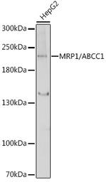 MRP1 Antibody in Western Blot (WB)