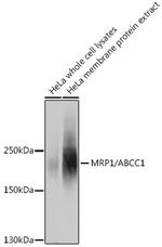 MRP1 Antibody in Western Blot (WB)