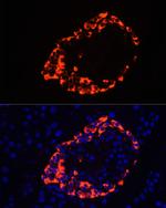 Glucagon Antibody in Immunocytochemistry (ICC/IF)