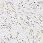 Emerin Antibody in Immunohistochemistry (Paraffin) (IHC (P))