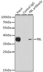 Fibrillarin Antibody in Immunoprecipitation (IP)