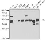 Fibrillarin Antibody in Western Blot (WB)