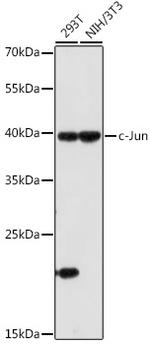 c-Jun Polyclonal Antibody