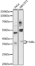 IkB alpha Polyclonal Antibody