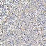 PYCARD Antibody in Immunohistochemistry (Paraffin) (IHC (P))