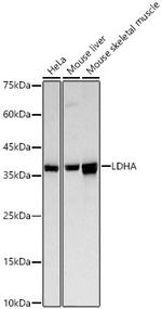 LDHA Polyclonal Antibody