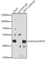 p47phox Antibody in Immunoprecipitation (IP)