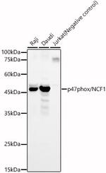 p47phox Polyclonal Antibody