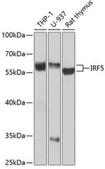 IRF5 Polyclonal Antibody