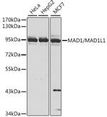MAD1 Antibody in Western Blot (WB)