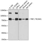 TRIF Antibody in Western Blot (WB)