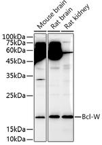 Bcl-W Polyclonal Antibody