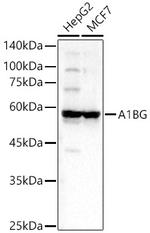 A1BG Polyclonal Antibody
