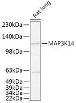 NIK Polyclonal Antibody