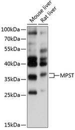 MPST Polyclonal Antibody