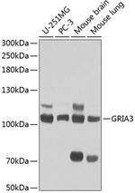 GluR3 Polyclonal Antibody