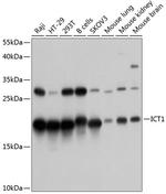 ICT1 Polyclonal Antibody