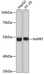 NAPRT1 Polyclonal Antibody