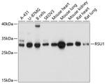 RSU1 Polyclonal Antibody