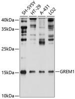 GREM1 Polyclonal Antibody