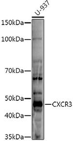 CXCR3 Polyclonal Antibody