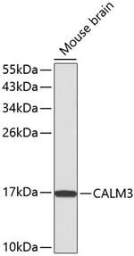 Calmodulin 3 Antibody in Western Blot (WB)