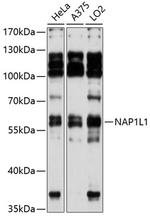 NAP1L1 Antibody in Western Blot (WB)