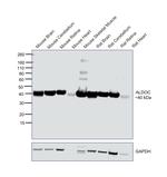 Aldolase C Antibody in Western Blot (WB)