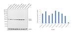 Aldolase C Antibody in Western Blot (WB)