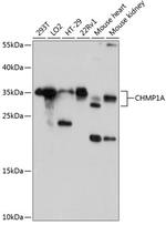 CHMP1A Polyclonal Antibody