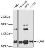 NALP7 Polyclonal Antibody