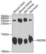 NEDD8 Polyclonal Antibody
