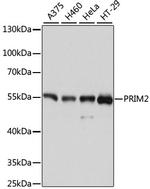 PRIM2 Polyclonal Antibody