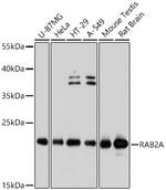 RAB2A Polyclonal Antibody