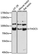 THOC5 Polyclonal Antibody
