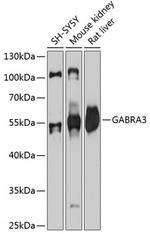 GABRA3 Polyclonal Antibody