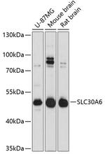 SLC30A6 Polyclonal Antibody