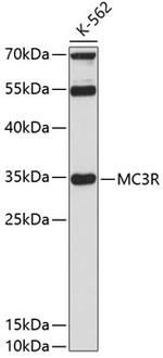 MC3R Polyclonal Antibody