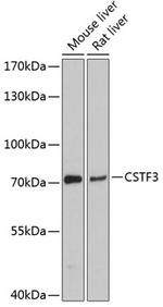 CSTF3 Polyclonal Antibody