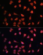 MRPS27 Antibody in Immunocytochemistry (ICC/IF)