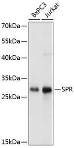 SPR Polyclonal Antibody