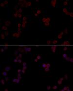 PP5 Polyclonal Antibody