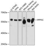PP5 Antibody in Western Blot (WB)