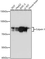 Calpain 1 Antibody in Western Blot (WB)