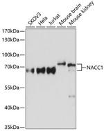 NAC1 Polyclonal Antibody