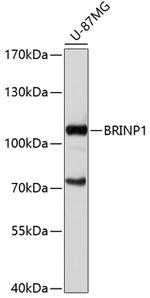 BRINP1 Antibody in Western Blot (WB)