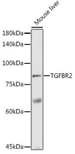TGFBR2 Antibody in Western Blot (WB)