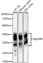 EpCAM Antibody in Western Blot (WB)